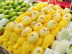 Cao Lãnh's Cát Chu mango: the pride of Đồng Tháp Province