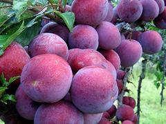 Picking up plum festival starts in Mộc Châu Plateau