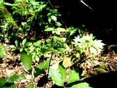 Nature's bounty: ginseng farm aims to go global