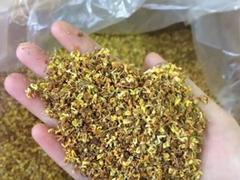 Growing sweet osmanthus secures stable income for gardeners