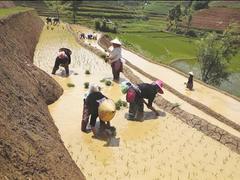 Photo essay: Pouring water season transforms Lai Châu terrace fields into natural yet huge mirrors