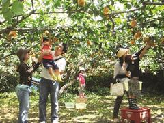 Bình Dương’s fruit orchards: A day tour