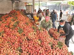 Lychee farmers fill up northern Bắc Giang's Lục Ngạn District