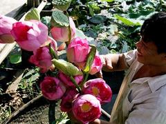 Lost in the charm of lotus blooms in Hà Nội