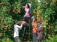 Visitors flock to Đồng Nai to enjoy rambutans