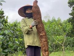 Phú Yên Province farmer harvests giant cassava