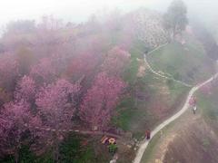 Pha Đin Pass coloured with brilliant flowers