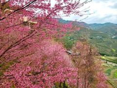 Pink tớ dầy flower brings sign of spring to Mù Cang Chải