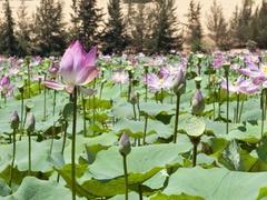 Lotus lake awakens hidden beauty in Quảng Bình