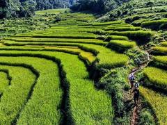 Vietnam Jungle Marathon welcomes runners from around the world