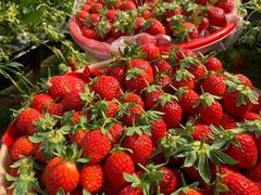 Đà Lạt strawberry recognised among top ten specialties of VN