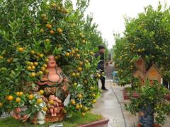 Kumquat village hectic as Tết approaches