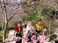 The story of Pá Khoang Lake's cherry blossom