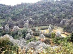 Mountainous village vibrant with white hue of assam apple flowers