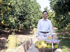 Farmer Hữu grows rich from citrus trees, develops local tourism