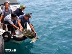 Rare sea turtles released to nature