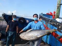 Bình Định Festival to promote sea tuna delicacies