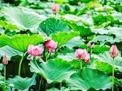 Hà Nội to host first ever lotus festival