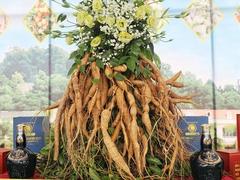 Bắc Giang Province promotes ginseng sales