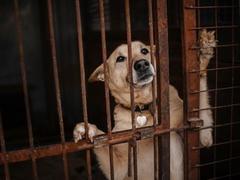 Animal rights groups to mark South Korea’s ‘first dog meat-free ‘boknal’’