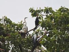 Endangered birds nesting at Đồng Nai province’s tourist site