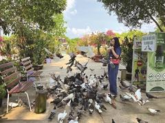 Tourists find An Giang not just about culture, but also vulture