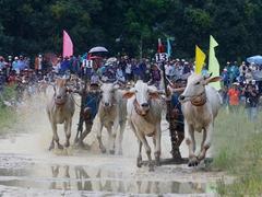 An Giang ox racing to kick off on Sunday