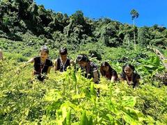 Cơ Tu ethnic group promotes A Riêu chilli brand