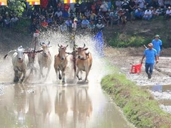 An Giang’s ox racing festival thrills audiences