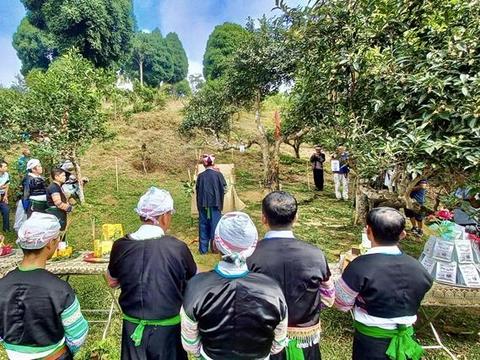 Yên Bái Province holds festival to honour ancient tea trees
