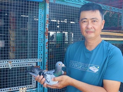 Pigeon racing takes wing in HCM City